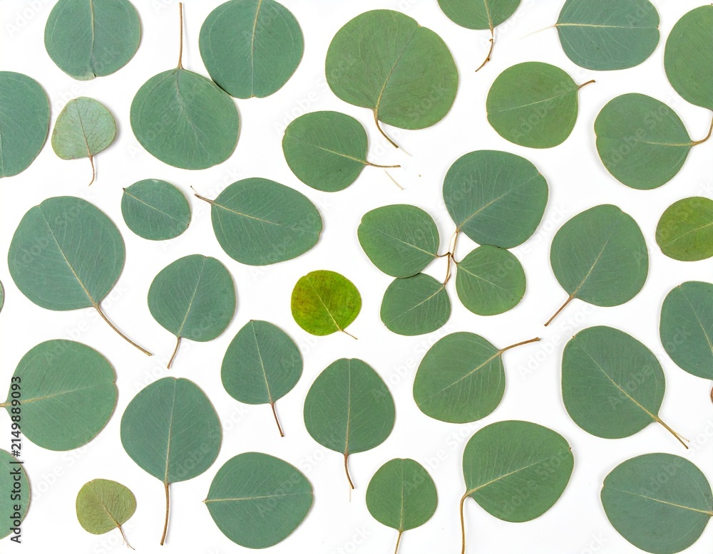 Obraz premium Round eucalyptus leaves scattered on white background, silver dollar eucalyptus foliage in various sizes and green shades, natural botanical flat lay pattern, top view minimalist composition