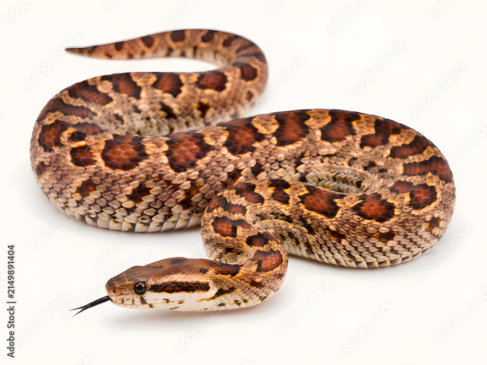 Naklejka premium Brown patterned snake coiled on white background for wildlife and reptile education
