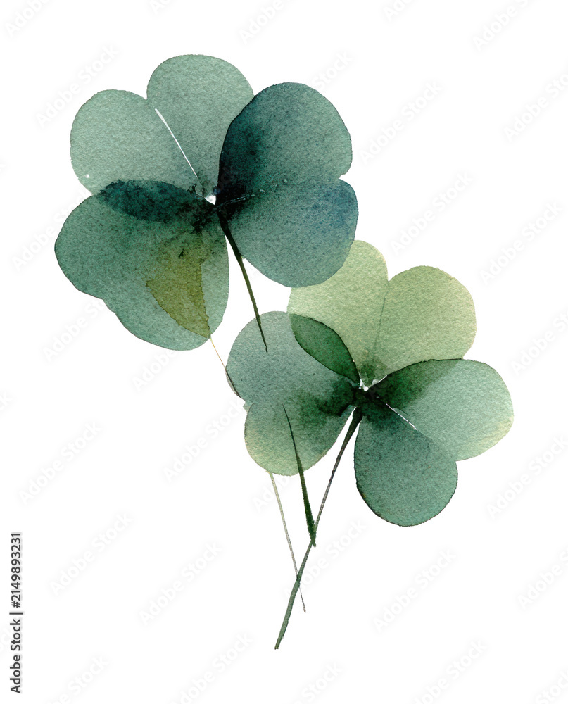Obraz premium PNG Watercolor eucalyptus leaves illustration with soft green tones