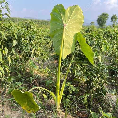 Fotografía Lush green taro plant with large leaves growing in a sunny field