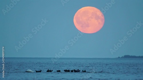 Seals are resting on rocks in the middle of a lake; a large red moon is rising in the background, in slow motion.