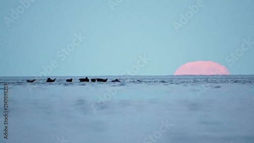 Seals are resting on rocks in the middle of a lake; a large moon is rising in the background