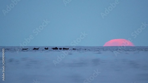 Seals are resting on rocks in the middle of a lake; a large moon is rising in the background, in slow motion.