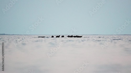 Seals resting on rocks in the middle of the lake at sunset, in slow motion.
