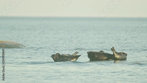 Seals resting on rocks in the middle of the lake at sunset, in slow motion.
