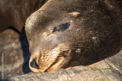 Sleeping California Sea Lion in Monterey Bay