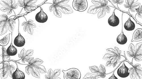 Vintage botanical fig tree illustration arranged exactly like an antique botanical engraving 