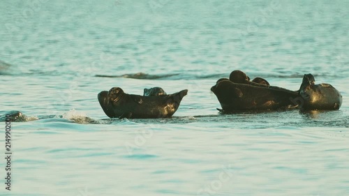 Seals resting on rocks in the middle of the lake at sunset, in slow motion.