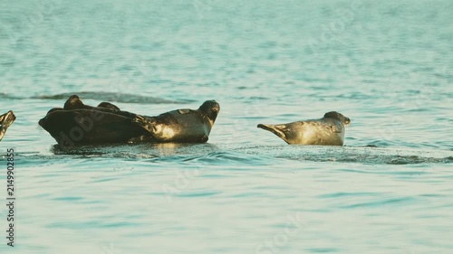 Seals resting on rocks in the middle of the lake at sunset, in slow motion.
