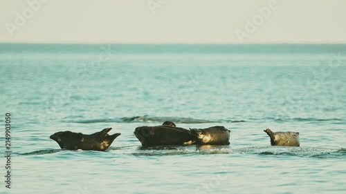 Seals resting on rocks in the middle of the lake at sunset, in slow motion.