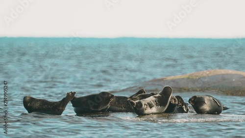 Seals resting on rocks in the middle of a lake at sunset, with a large seagull flying in the background; slow motion.