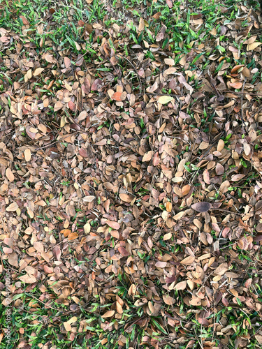 Obraz na plátně Dense mix of dry tan and brown leaves over green grass creates an earthy organic pattern, suited to rustic backgrounds, botanical texture, seasonal design, and nature concepts
