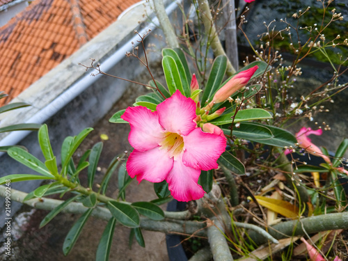 Beautiful Pink Desert Rose (Adenium) Flowers Blooming on the Tree