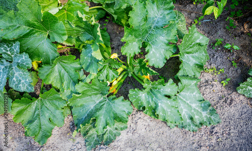Young green zucchini growing on plant with yellow flowers in garden.