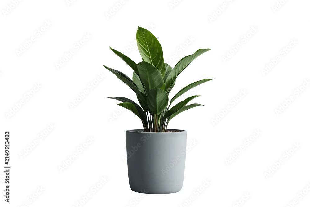 Fototapeta premium Slim green indoor plant with narrow upright leaves in gray pot