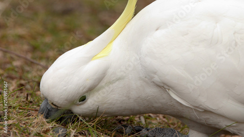 Foto Close-up of a Wild Sulphur-Crested Cockatoo Foraging on the Ground