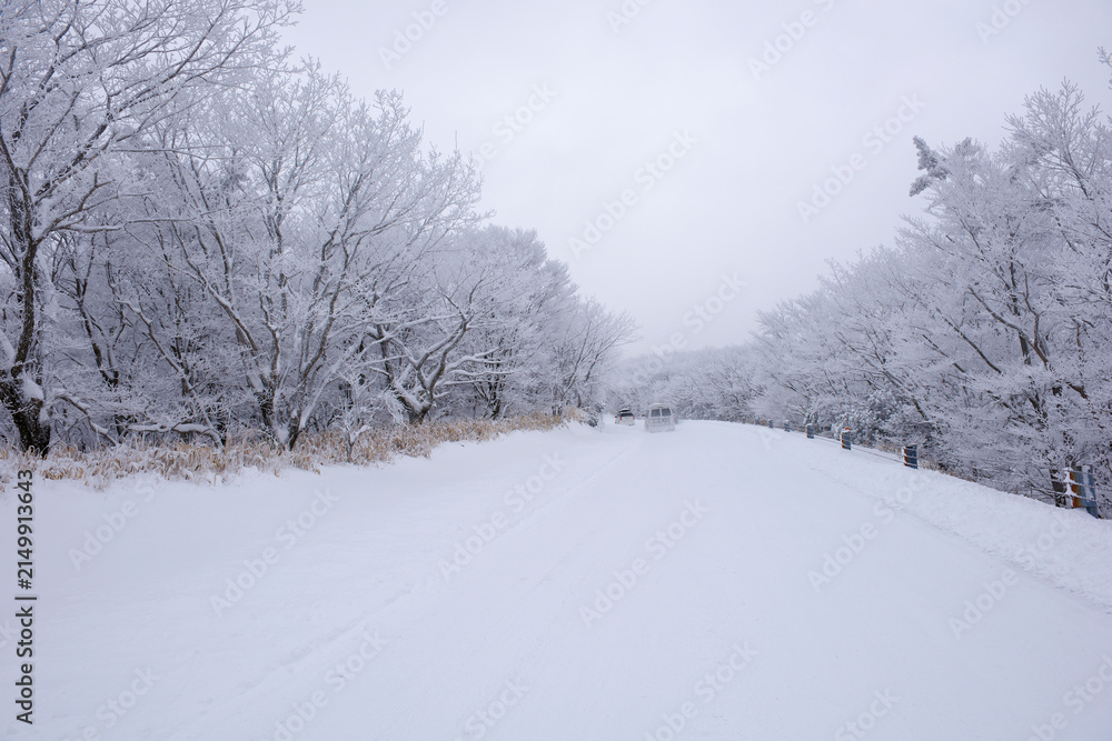 Fototapeta premium 大分県 やまなみハイウェイの雪景色
