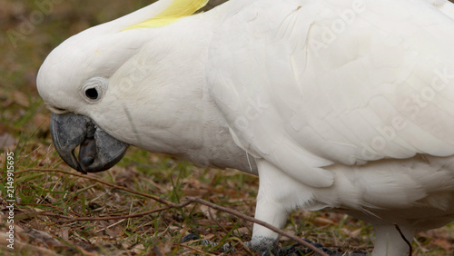 Obraz na plátne Close-up Profile of a Wild Sulphur-Crested Cockatoo Foraging on the Ground