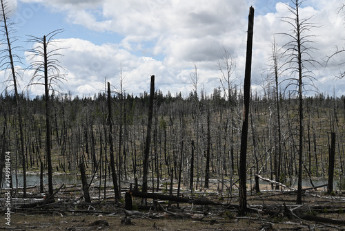 Burned forest after wildfire. Dramatic burned forest in Canada