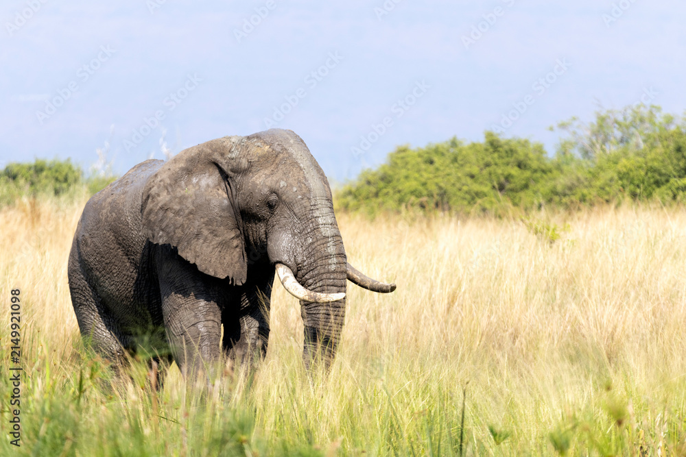 Fototapeta premium African bush elephant standing in golden light