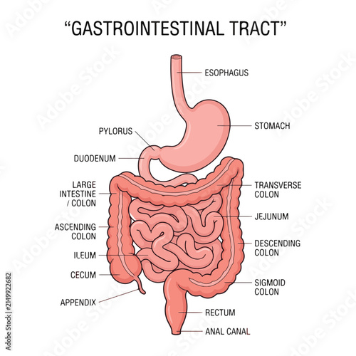 Bild auf Leinwand Gastronomical tract and digestive system isolated structure outline diagram, transparent background