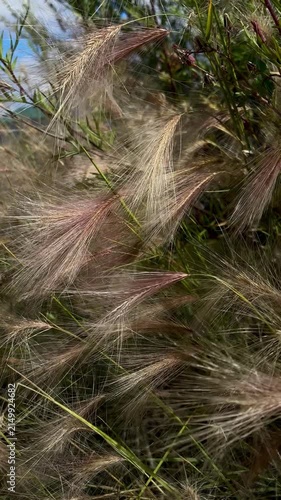 Detailed macro view of soft, feathery ornamental grass plumes blowing in the light, capturing the delicate texture of garden plants.