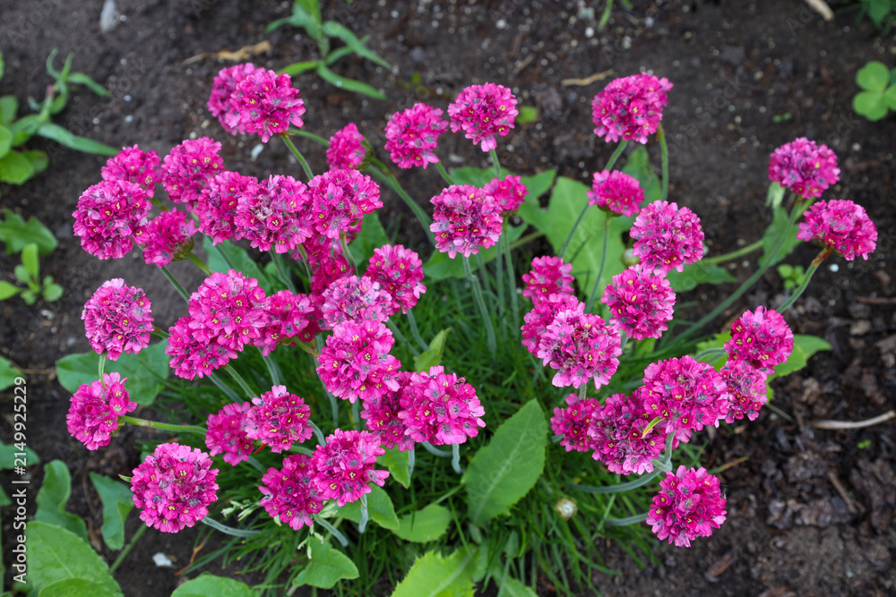 Fototapeta premium small pink spring flowers of the sea thrift (Armeria maritima)