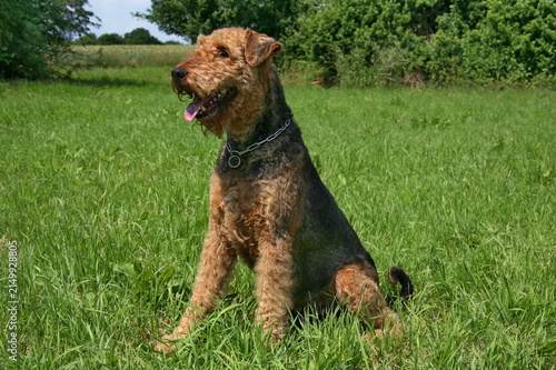 Canvastavla Airedale Terrier