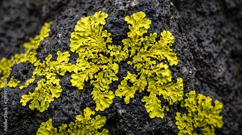 Fotografie Yellow lichen growing on dark volcanic rock, Close-up nature macro, Textured sto