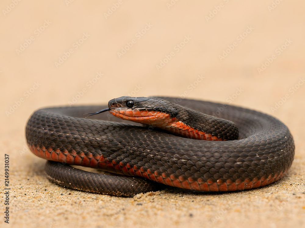 Obraz premium Ringneck snake coiled on sand with tongue out, wildlife reptile in natural habitat