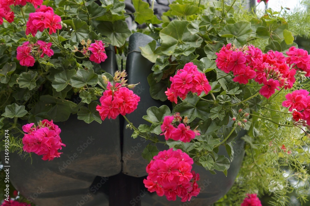 Naklejka premium Pink flowering plants in garden pots
