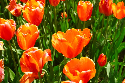 field of tulips