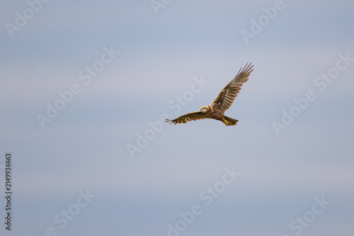 Foto Rohrweihe im Flug