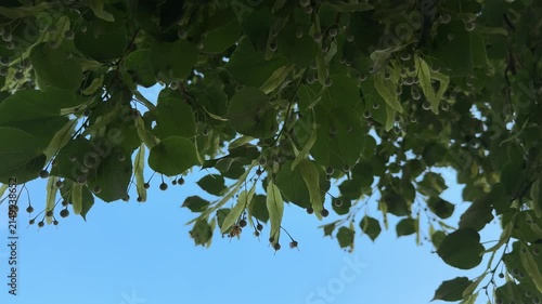 Green branches and inflorescences of a linden tree swaying gently against a clear blue sky on a sunny summer day. Close-up view of linden leaves, developing fruits and winged seed clusters in natural 