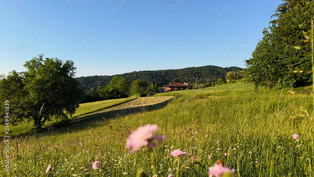 Obraz premium Summer Wildflowers Blooming in a Green Meadow in Piedmont Italy