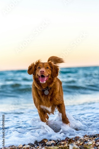 Tapety artystyczne dog on the beach