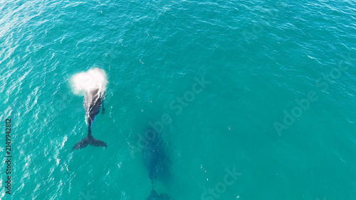 Foto Aerial View of a Humpback Whale Spouting in Turquoise Ocean Water