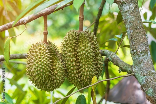 Photography Fresh Durian hanging on tree in garden background, king of fruit Thailand