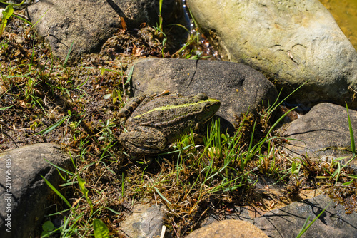 Frog sits on stone among green vegetation and moss near shallow pond, harmoniously blending into environment. Blurred background. Nature concept for design