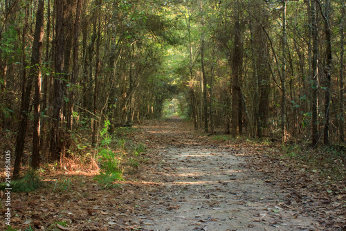 Obraz na płótnie Kirby Nature Trail in Big Thicket National Preserve, Texas