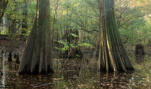 Cuadro en lienzo Bald cypress trees stand in a quiet pond in Big Thicket National Preserve, Texas