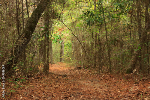 Foto Kirby Nature Trail in Big Thicket National Preserve, Texas