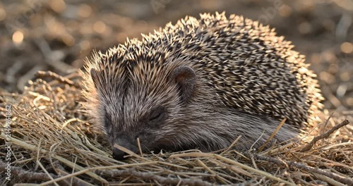 A small hedgehog sleeping on the ground amidst dry straw and grass, close-up shot of a wild animal resting in nature during the golden hour.