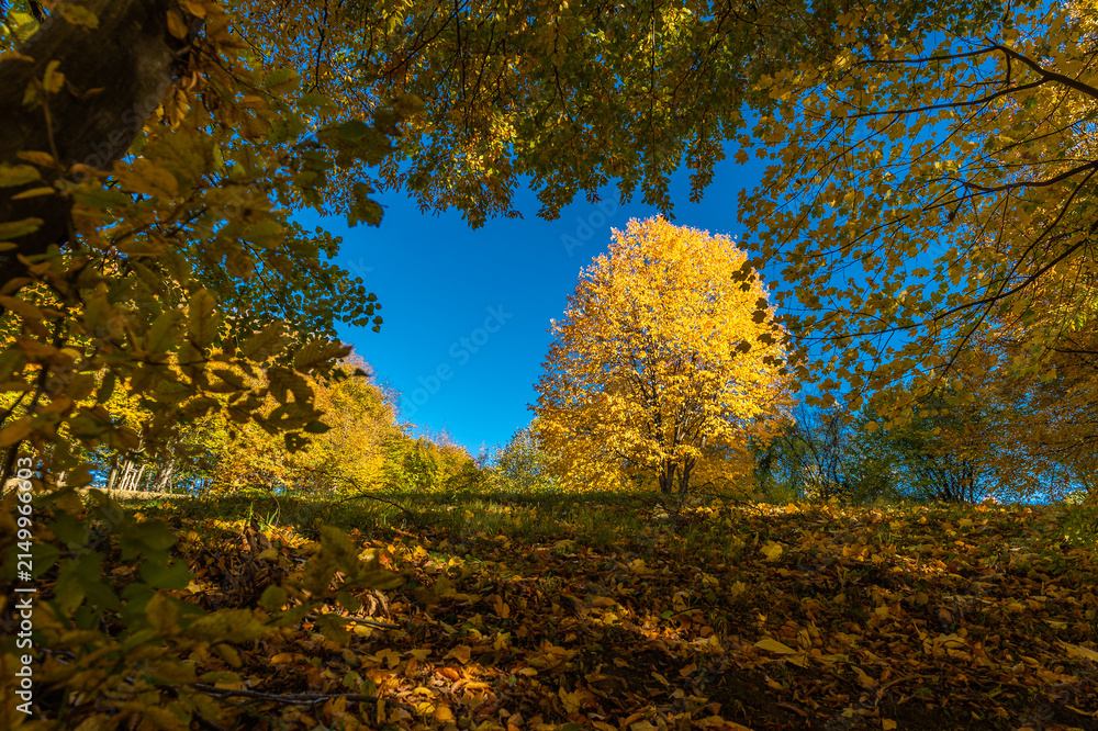 Obraz premium Golden Autumn Tree in a Sunny Forest Meadow