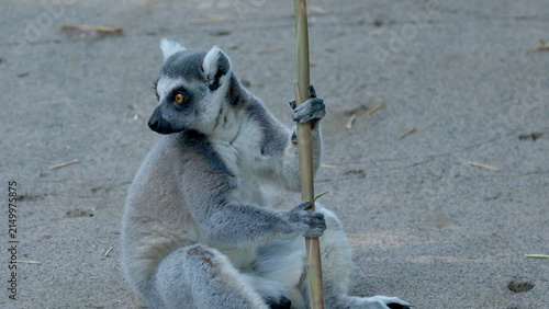 Картината върху платно Ring-Tailed Lemur Sitting on Ground Holding a Bamboo Stick