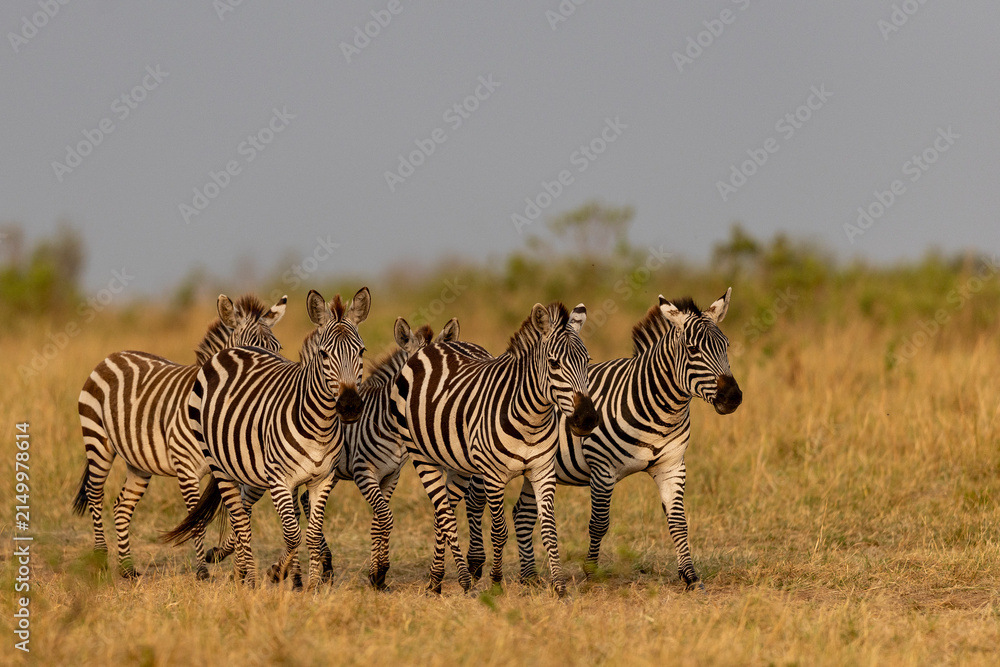 Naklejka premium zebras in africa