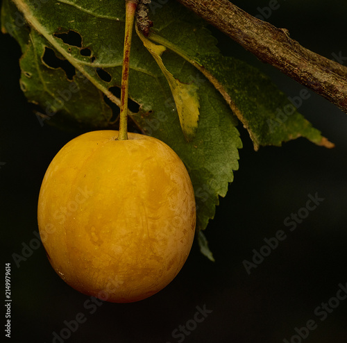 Mirabelle plum, fruit on a branch.