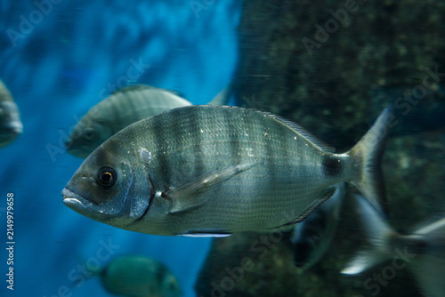 Underwater photography of a common seabream