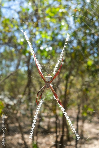 orb-web spider Argiope aetherea