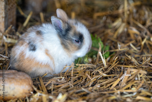 Cuadro en lienzo Young dwarf rabbit sitting in straw with green leaf